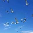翱翔藍天燕鷗群