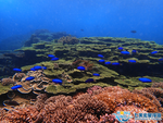 珊瑚礁群