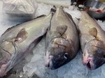 魚市場-嘉志魚